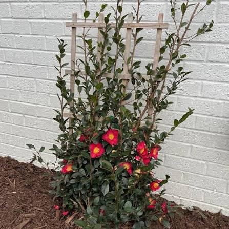 Camellia sasanqua 'Yuletide'