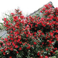Camellia × hiemalis 'Freedom Bell'