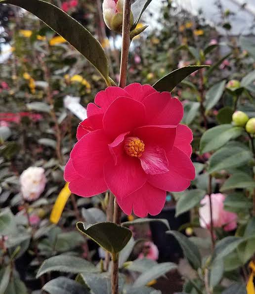 Camellia × hiemalis 'Freedom Bell'