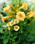 Campsis radicans 'Flava'