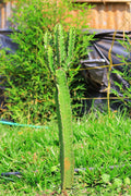 Euphorbia ingens