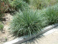 Leymus condensatus 'Canyon Prince'