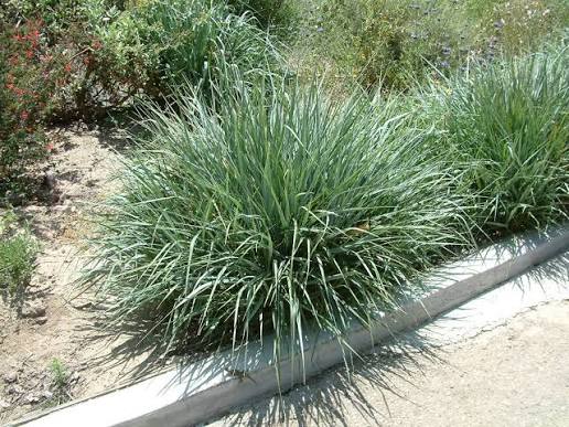 Leymus condensatus 'Canyon Prince'