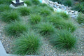 Carex divulsa