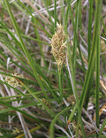 Carex praegracilis