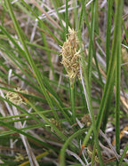 Carex praegracilis