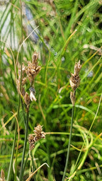 Carex praegracilis