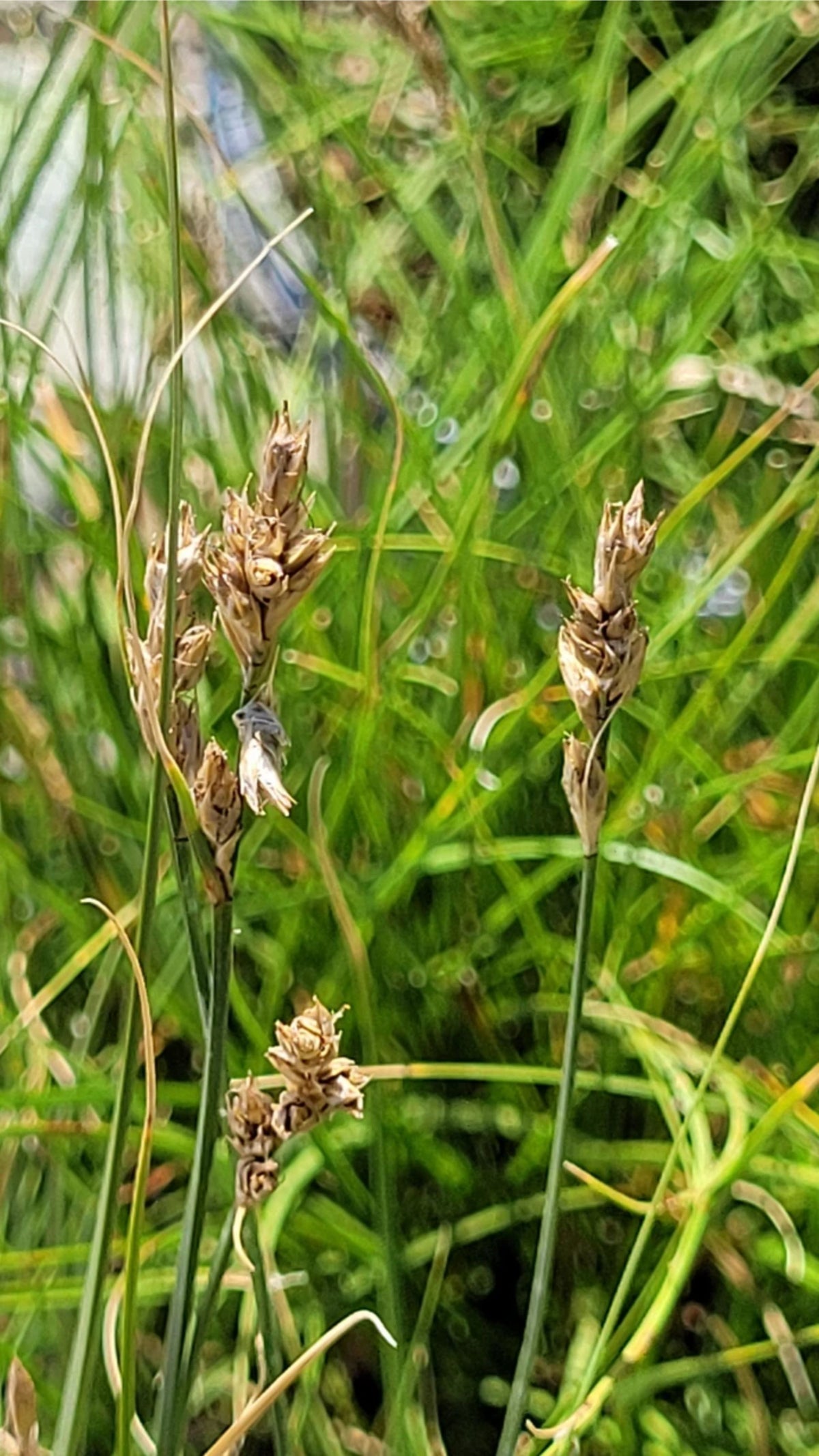 Carex praegracilis