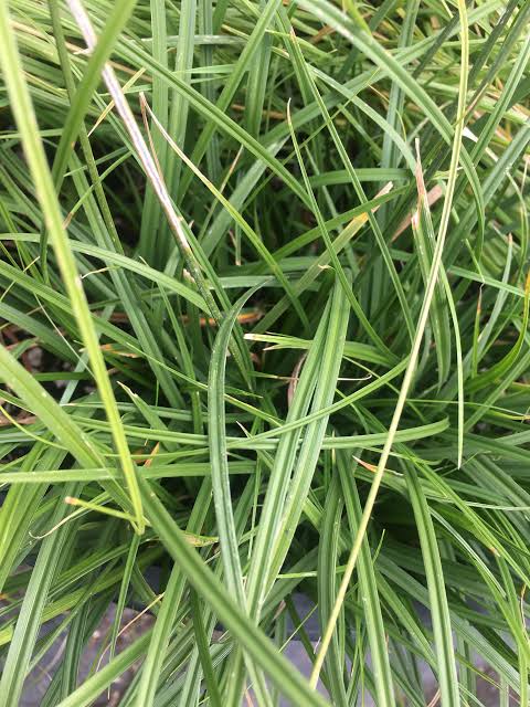 Carex tumulicola