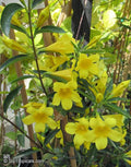 Gelsemium sempervirens (staked form)