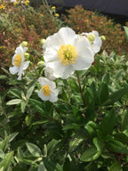 Carpenteria californica