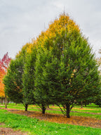 Carpinus betulus 'Fastigiata'