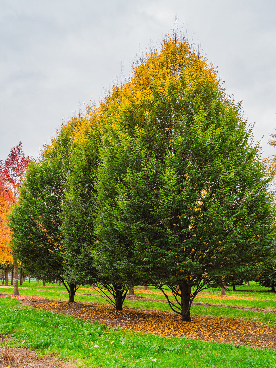 Carpinus betulus 'Fastigiata'