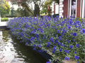 Caryopteris × clandonensis 'Sapphire Surf'