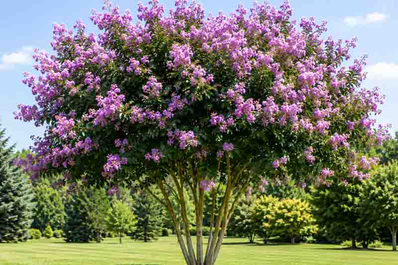 Lagerstroemia indica 'Catawba' (standard form)