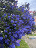 Ceanothus 'Concha'