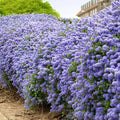 Ceanothus 'Ray Hartman'