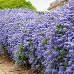 Ceanothus 'Ray Hartman'
