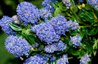 Ceanothus 'Skylark'