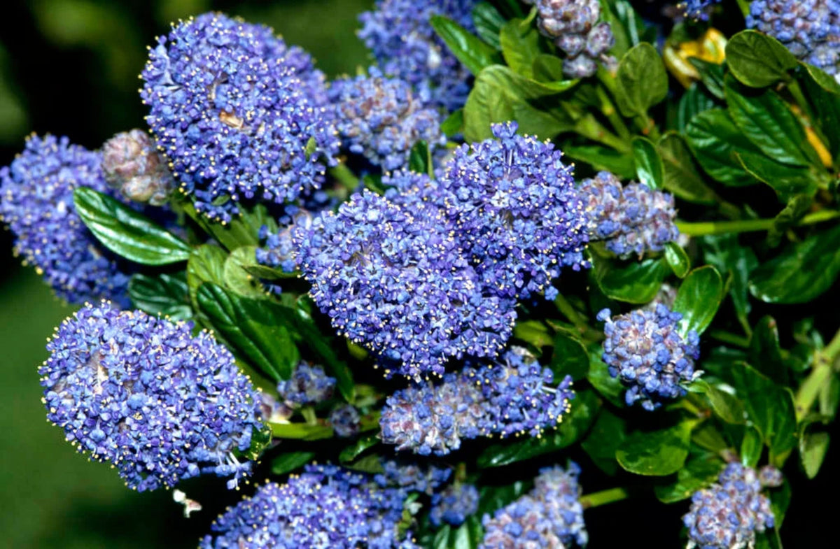 Ceanothus 'Skylark'
