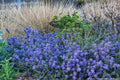 Ceanothus 'Valley Violet'