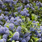 Ceanothus gloriosus 'Anchor Bay'