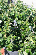 Ceanothus griseus var. horizontalis 'Carmel Creeper'