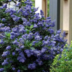 Ceanothus × 'Yankee Point'