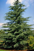 Cedrus deodara