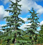 Cedrus deodara