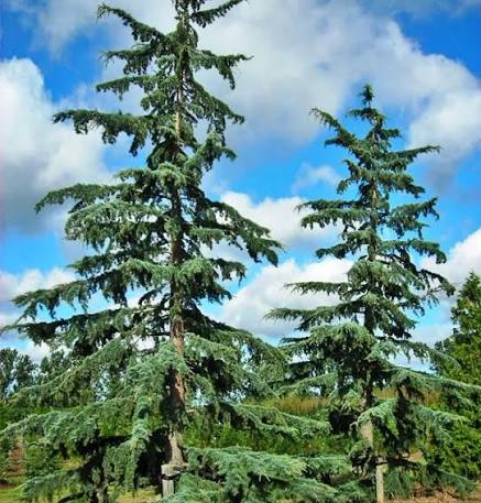 Cedrus deodara