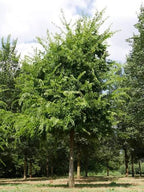 Celtis occidentalis