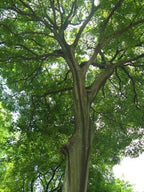 Celtis sinensis