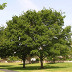 Celtis sinensis