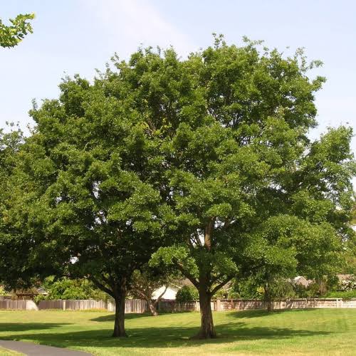Celtis sinensis