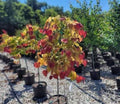 Cercis canadensis 'Flame Thrower'