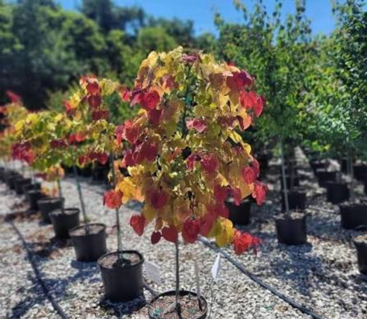 Cercis canadensis 'Flame Thrower'