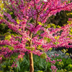Cercis canadensis 'Forest Pansy'