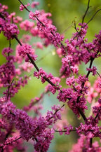 Cercis canadensis 'Forest Pansy'