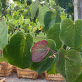 Cercis canadensis 'Oklahoma'