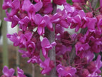 Cercis canadensis 'Oklahoma'