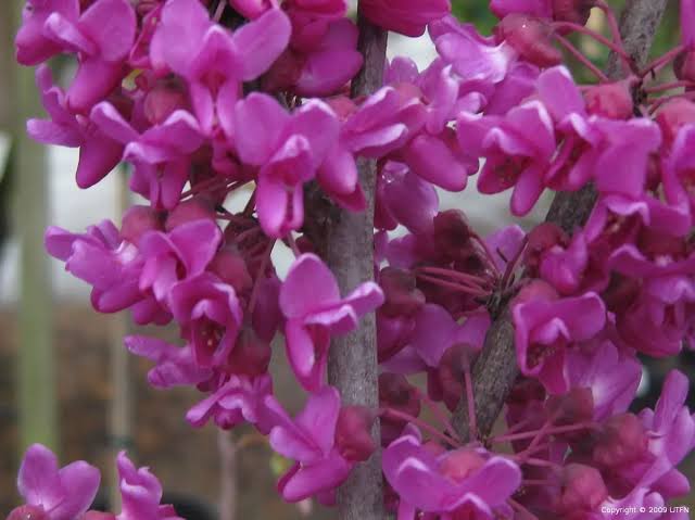 Cercis canadensis 'Oklahoma'