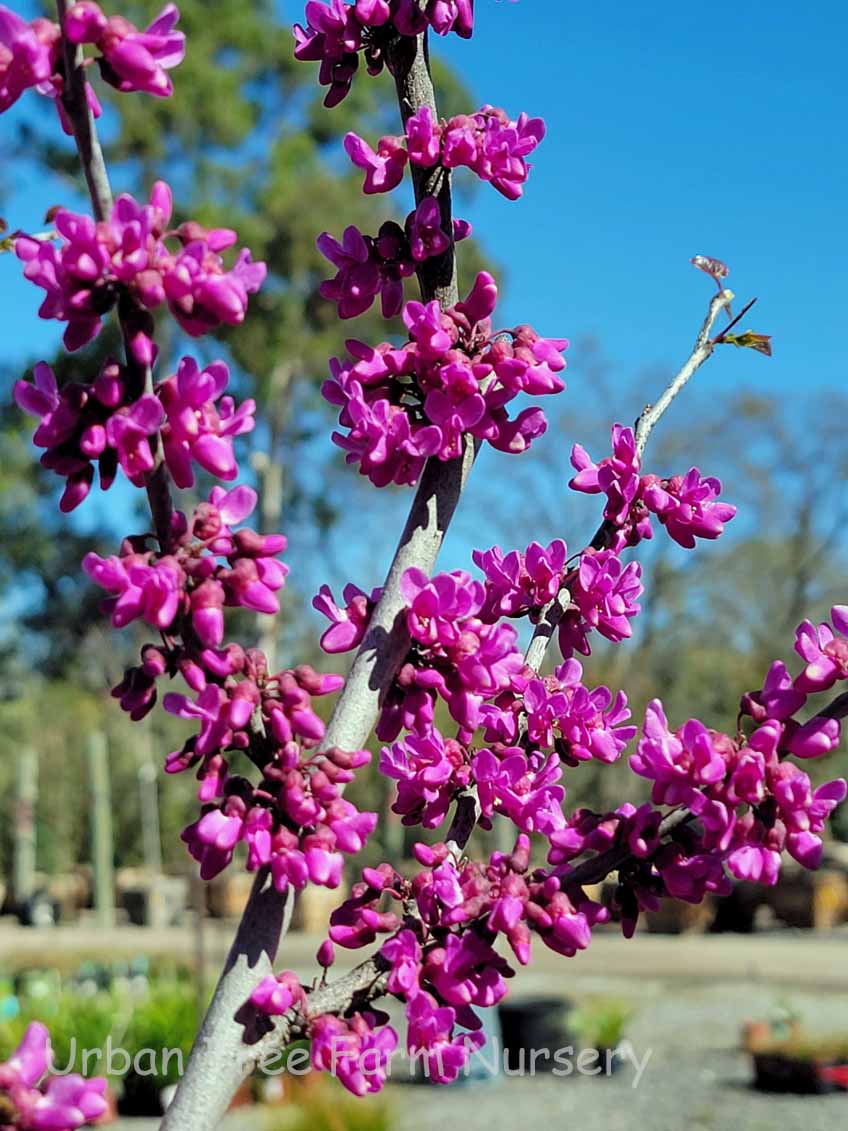 Cercis canadensis 'Oklahoma' (low-branch form)