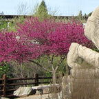 Cercis canadensis 'Oklahoma' (low-branch form)