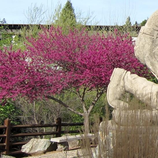 Cercis canadensis 'Oklahoma' (low-branch form)