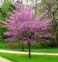 Cercis canadensis (standard form)