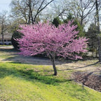 Cercis canadensis (standard form)