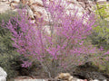 Cercis occidentalis (standard form)