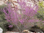Cercis occidentalis (standard form)