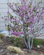 Cercis occidentalis (standard form)